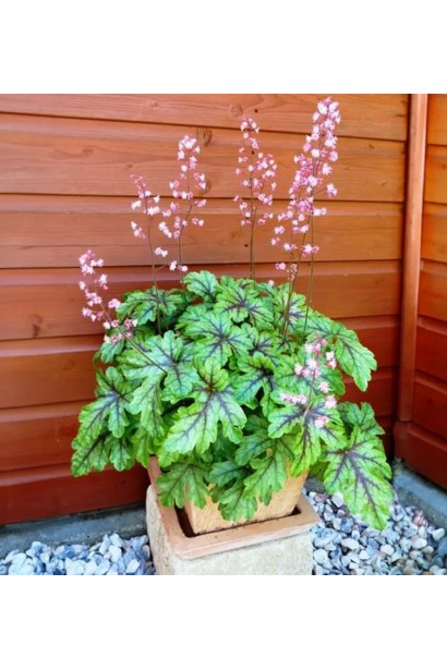 Декоративна гейхера ’Тапестрі’ в ландшафтному дизайні